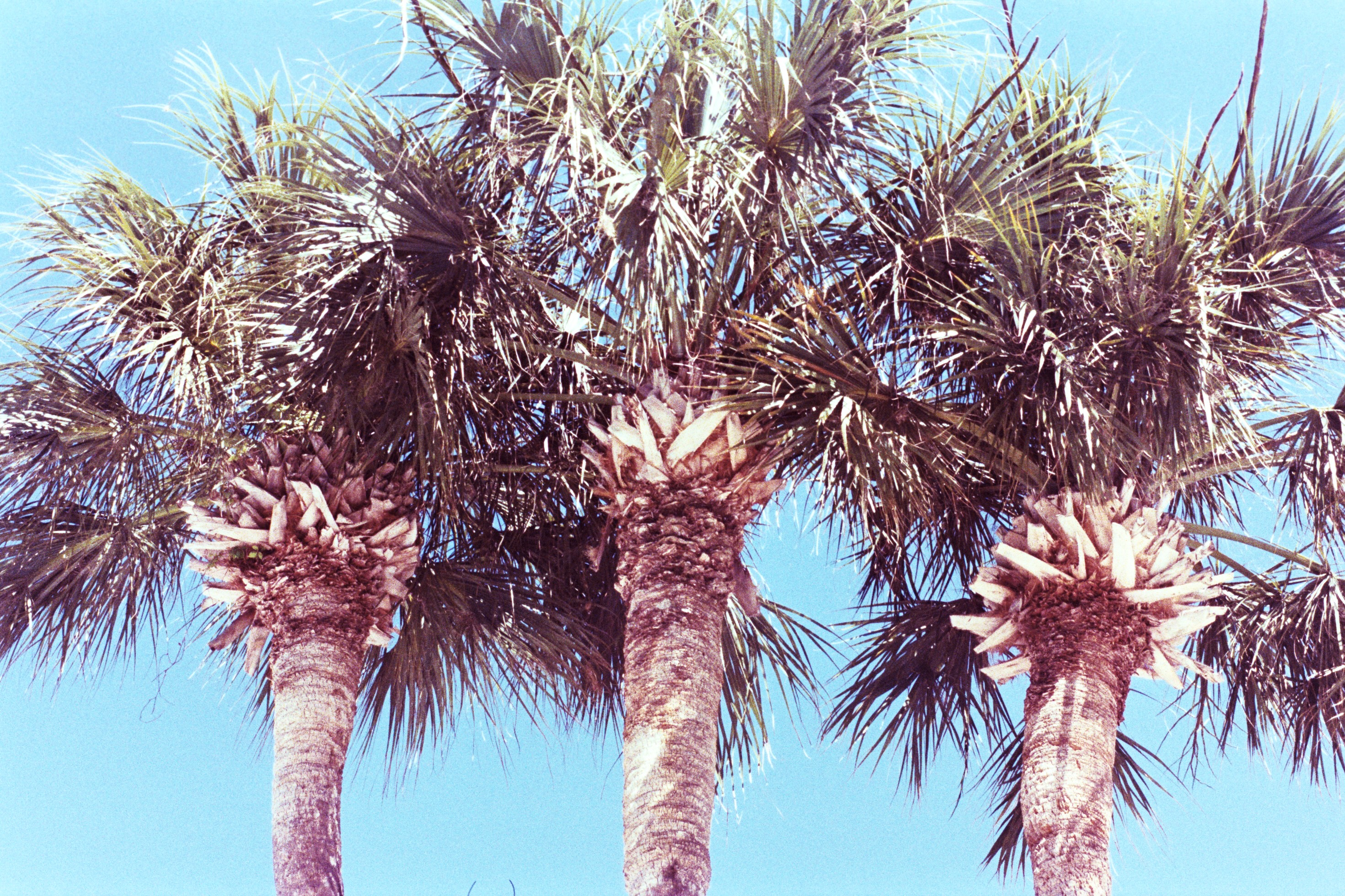 Palmetto